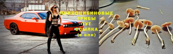 гидра Слюдянка